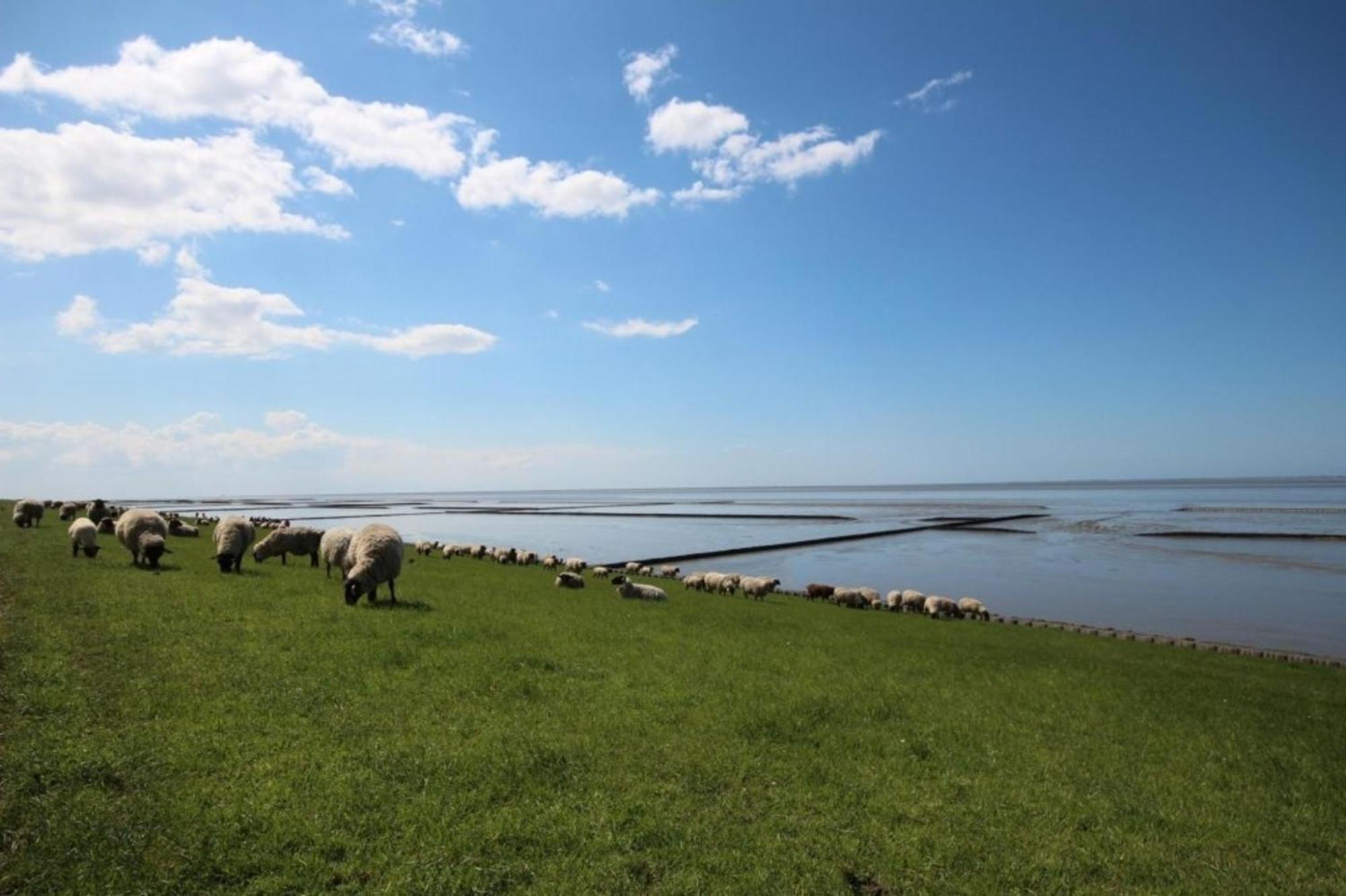 Grosse Nordseewelle Ohne Hund Norden Ngoại thất bức ảnh